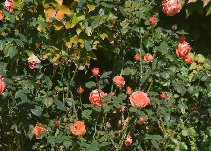 Maison Hyacinthe Saint-Pierre-Langers