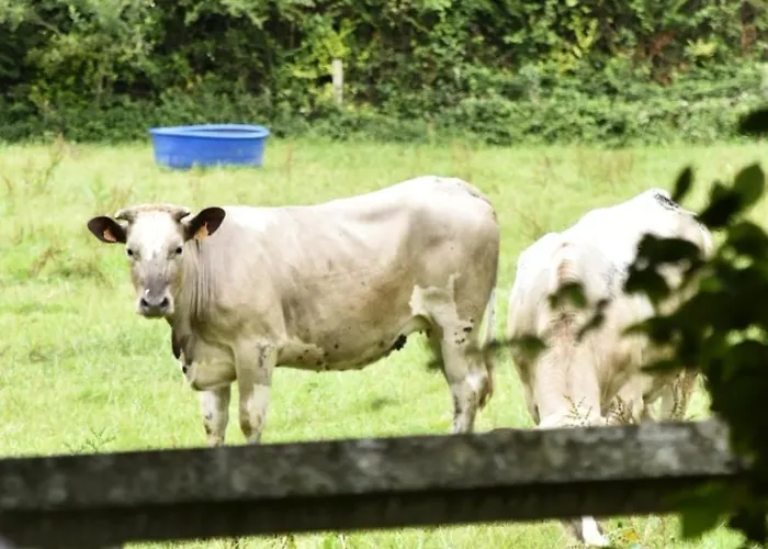 Bed & Breakfast Maison Hyacinthe Saint-Pierre-Langers